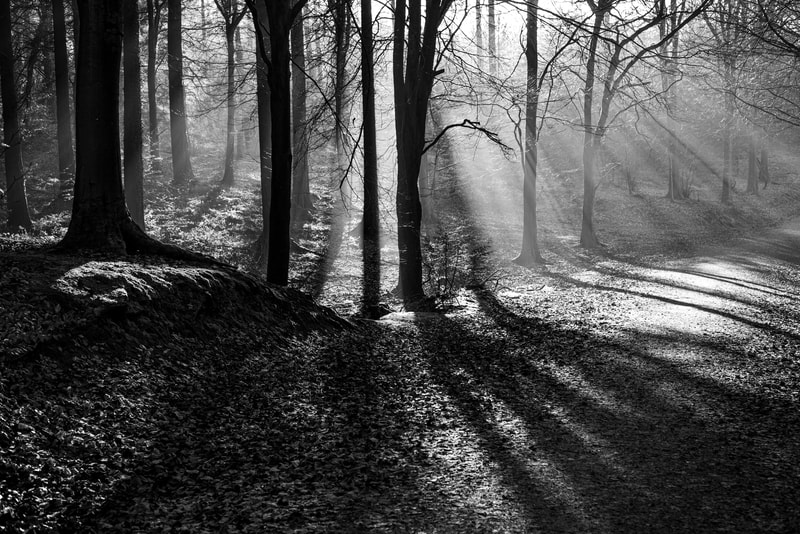 Gabriel Parfitt, photography, monochrome woodland scene