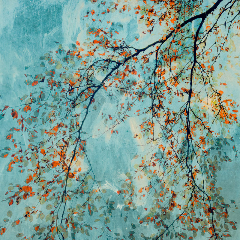 Autumn beech leaves, Jane Simmonds