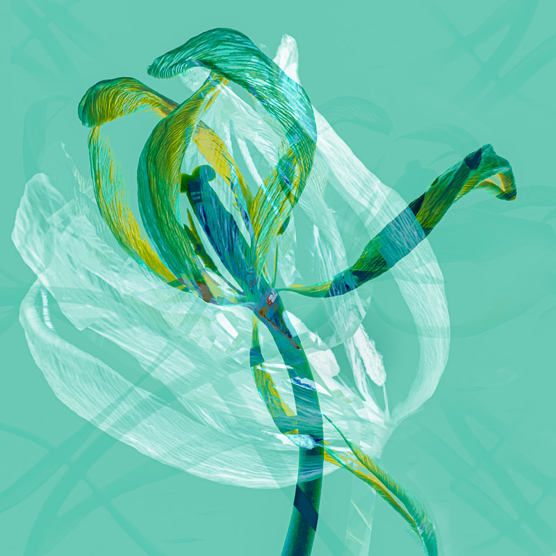 Tulip abstract, Jane Simmonds