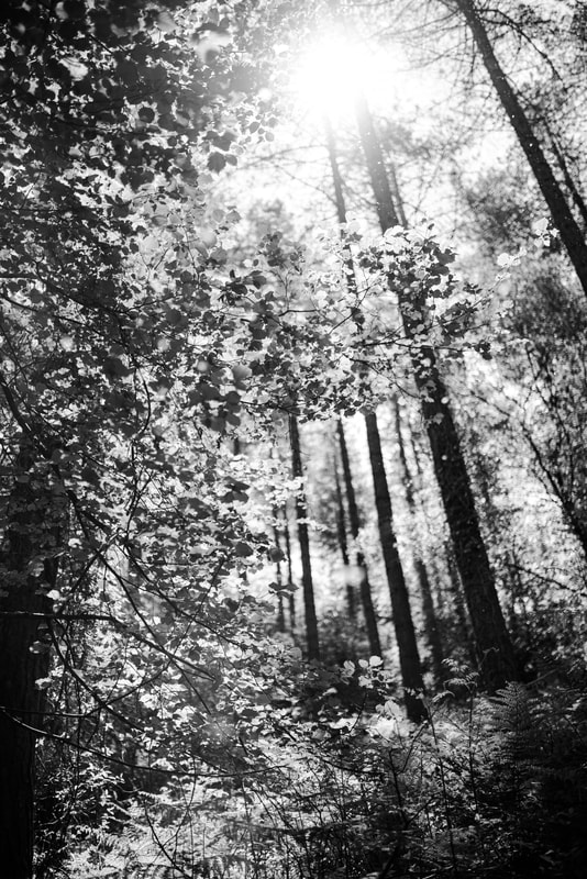 Gabriel Parfitt, photography, monochrome woodland scene